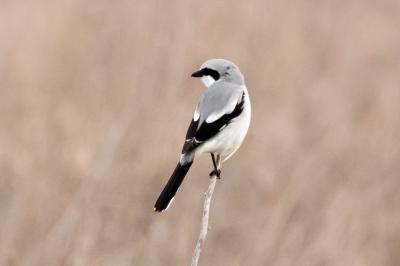 Pie-grièche grise (<i>Lanius excubitor</i>)