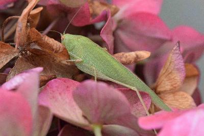 Phaneroptera nana