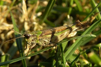 Aiolopus thalassinus