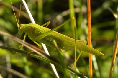 Phanéroptère commun (<i>Phaneroptera falcata</i>)