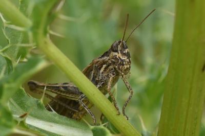 <i>Gomphocerippus brunneus</i>