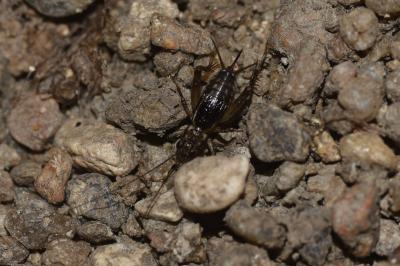 Grillon des torrents