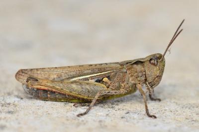 <i>Gomphocerippus brunneus</i>