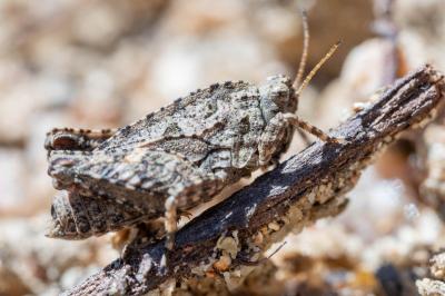 Tétrix des carrières