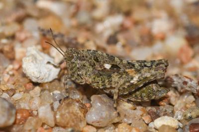 Tétrix des carrières