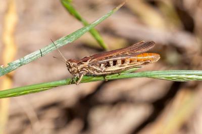 <i>Gomphocerippus brunneus</i>