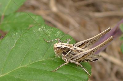 Decticelle carroyée (<i>Tessellana tessellata</i>)
