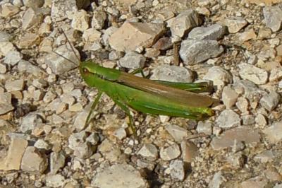 Criquet des Roseaux