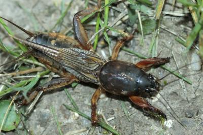Gryllotalpa gryllotalpa