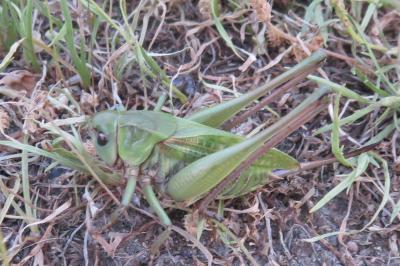 Decticus verrucivorus