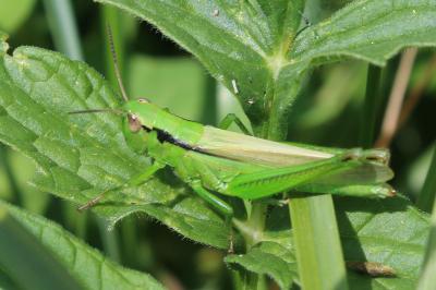 Mecostethus parapleurus