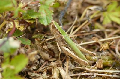 Chorthippus albomarginatus