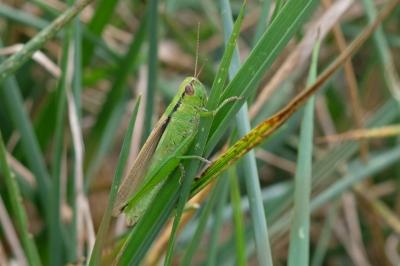 Criquet des Roseaux