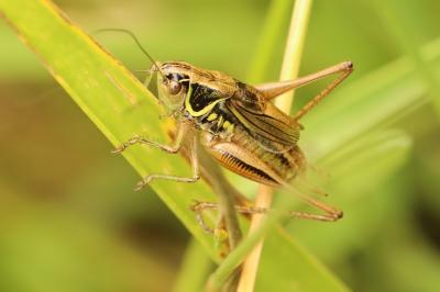 Roeseliana roeselii
