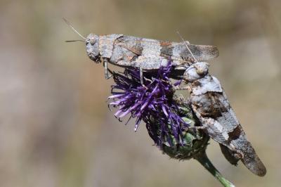 Oedipoda caerulescens