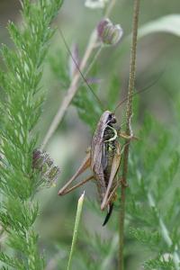 <i>Roeseliana roeselii</i>