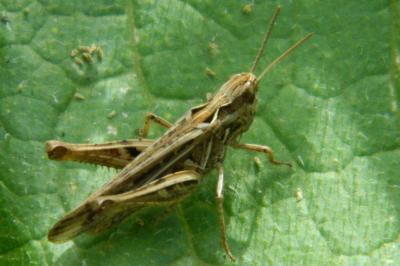 <i>Gomphocerippus brunneus</i>