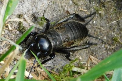 Grillon champêtre