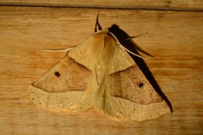 Crocallis elinguaria