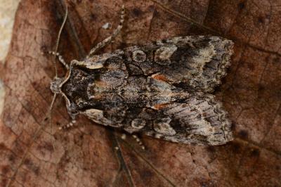 Griposie chatoyante 