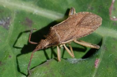 <i>Ceraleptus lividus</i>