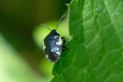 <i>Tritomegas sexmaculatus</i>