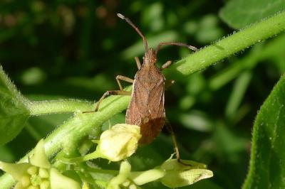 <i>Ceraleptus lividus</i>
