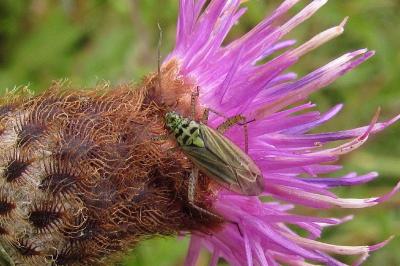 <i>Oncotylus viridiflavus</i>