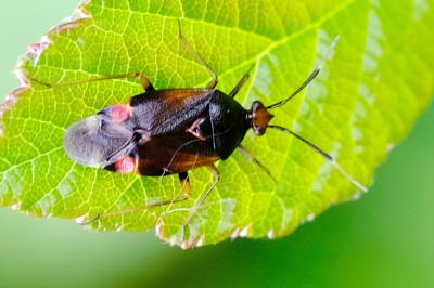 <i>Deraeocoris flavilinea</i>