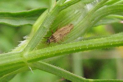 <i>Tingis auriculata</i>