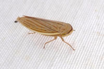<i>Athysanus argentarius</i>