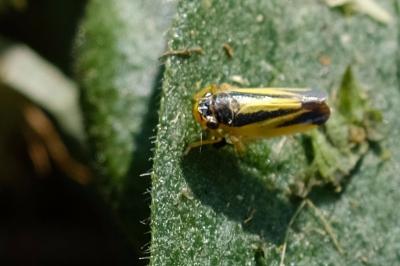 <i>Evacanthus interruptus</i>