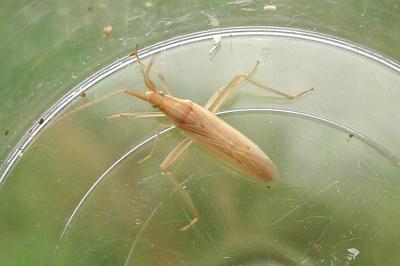 <i>Notostira elongata</i>