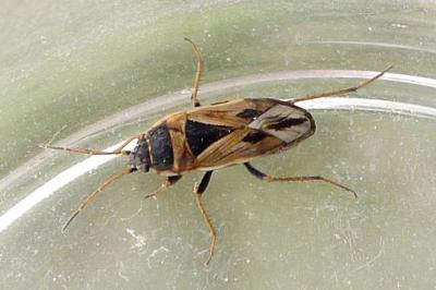 <i>Xanthochilus quadratus</i>