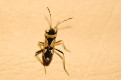 <i>Raglius confusus</i>