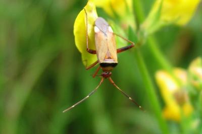 <i>Adelphocoris vandalicus</i>