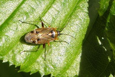<i>Harpocera thoracica</i>
