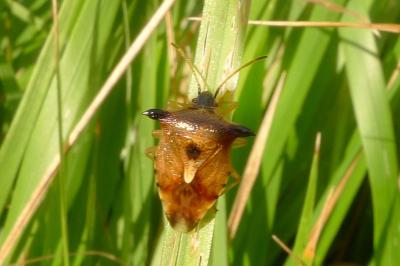 <i>Elasmucha ferrugata</i>