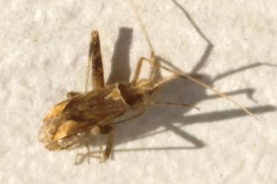 <i>Phytocoris varipes</i>