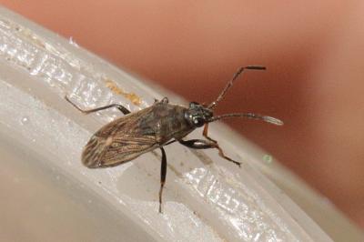 <i>Peritrechus geniculatus</i>