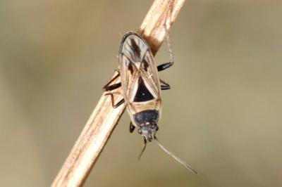 <i>Xanthochilus quadratus</i>