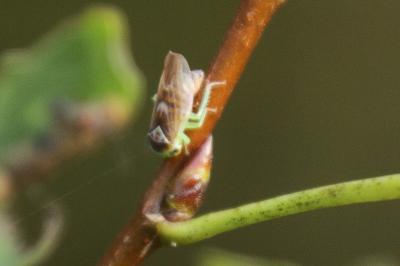 <i>Populicerus populi</i>