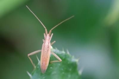 <i>Stenodema laevigata</i>