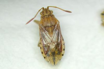 <i>Stictopleurus abutilon</i>