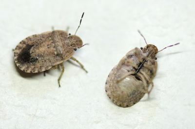 <i>Sciocoris macrocephalus</i>