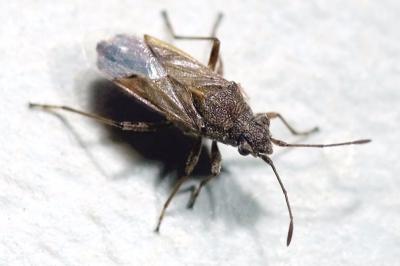 <i>Nysius helveticus</i>