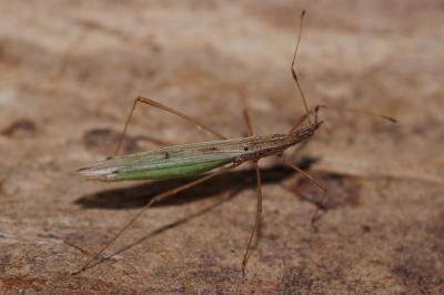 <i>Berytinus hirticornis</i>