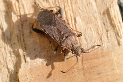 <i>Ceraleptus obtusus</i>