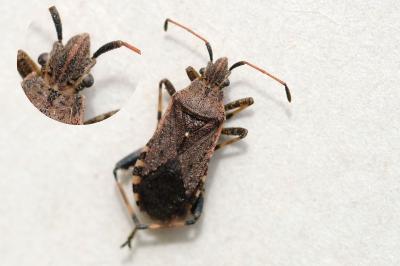 <i>Ceraleptus obtusus</i>