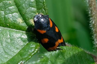 <i>Cercopis sanguinolenta</i>